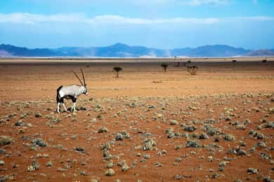 Namib-Naukluft park: Vervoer en tour naar Naukluft park