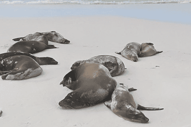 Galapagos: Charles Darwin Station & Tortuga Bay Private Tour