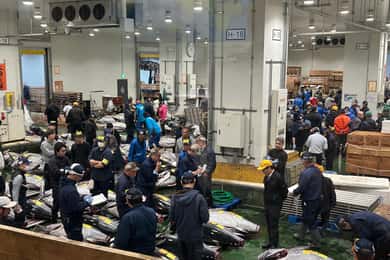 Tokyo: Toyosu & Tsukiji Market Adventure with Tuna Auction