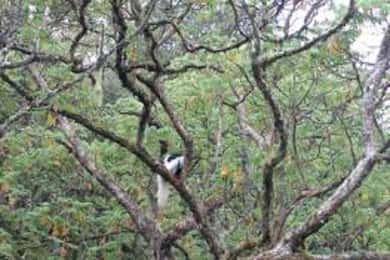 Best Kilimanjaro Day Hike With Car Shira Plateau experience