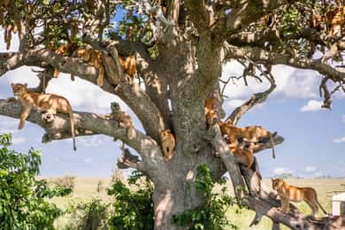 Lake Manyara National Park Day Trip Tour