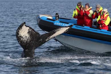 Húsavík: Original Big Whale Safari & Puffins by Speedboat