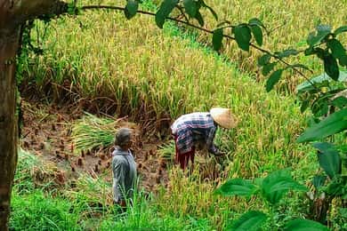 Explore rice terraces munduk & waterfall trekking experience