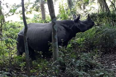4-Day Chitwan Jungle Safari with Tower Night stay Tour