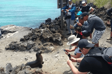 Day Trip to Isabela Island and Tintoreras in Galápagos