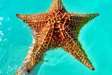 Santo Domingo: Saona Island VIP Full-Day Private Tours Lunch & Open Bar