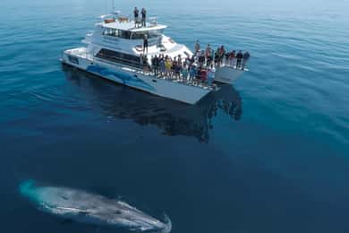 Auckland: Halvdags øko-cruise med hval- og delfinsafari