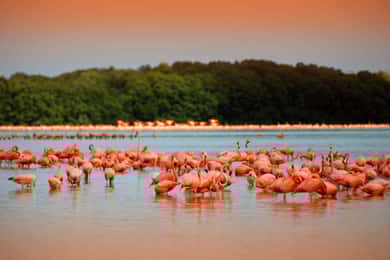 From Mérida: Ria Celestun Biosphere Reserve Tour