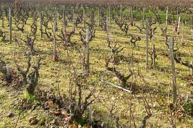 Private tour of the Beaujolais region, wine tastings, and bistronomic restaurant
