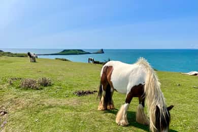 Cardiff: Gower Peninsula's Cliffs & Bays Scenic Day Tour