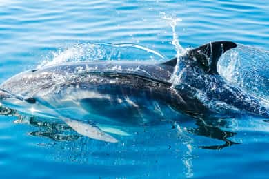 De Málaga: viagem de um dia a Gibraltar e passeio de barco com golfinhos