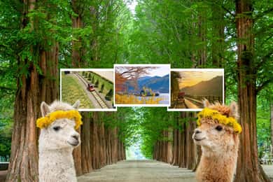 Seoul: Alpaca World & Nami Island (+Gangchon Railbike)