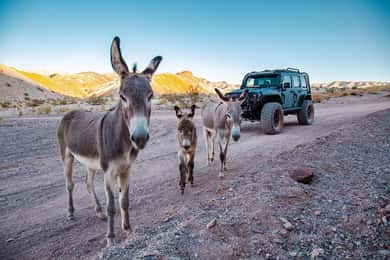 Las Vegas- Offroad Experience Wildlife, Ghost Towns and more