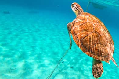 Willemstad: Turtle Beach Flamingo Tour per Openluchttruck