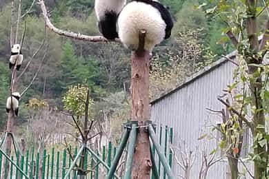 Chengdu: Viagem de 1 dia ao Panda Gigante e ao Buda de Leshan