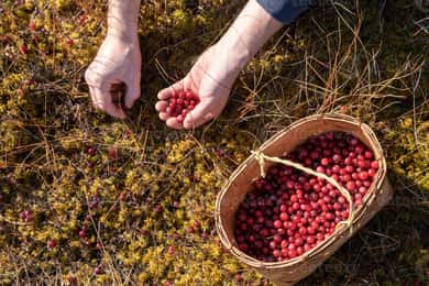 Wild forest mushrooms and berries picking tour