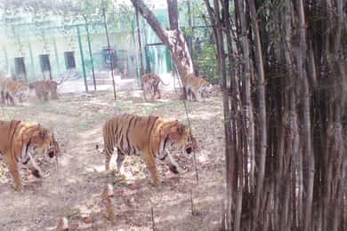 Private Bannerghatta National Park Day Excursion