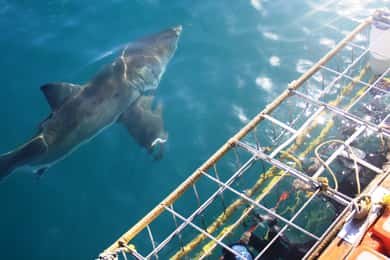 De Hermanus ou da Cidade do Cabo: Experiência de mergulho em gaiolas de tubarões