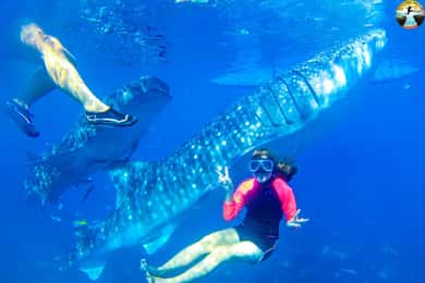 Cebu: Excursão de grupo a Oslob Whale Sharks e Kawasan Canyoneering