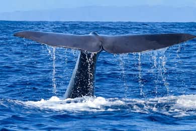 Madeira: Verantwoorde walvis- en/of dolfijnentocht