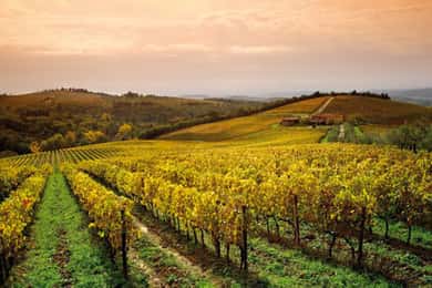 From San Gimignano: Brunello Wine Tour