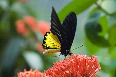Bird Park, Butterfly & Garden Private Tour