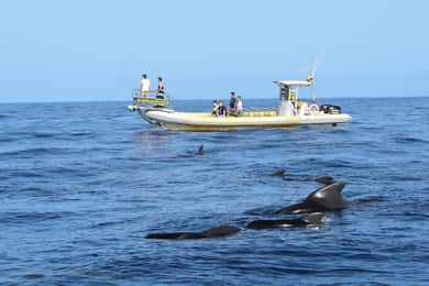 Los Gigantes: Crociera per avvistare le balene e i delfini in motoscafo
