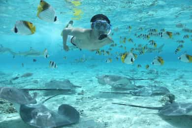 Bora Bora: Eco Shark and Snorkeling Safari