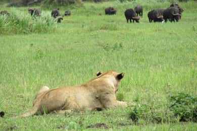 2-Days Akagera Game Drive with a Boat Ride.