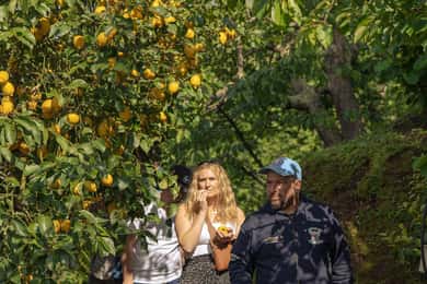 Sorrento: Citronlund, gårdbesøg og -smagning og pizzakursus