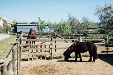 Grosseto: visit the family farm with tasting of local food