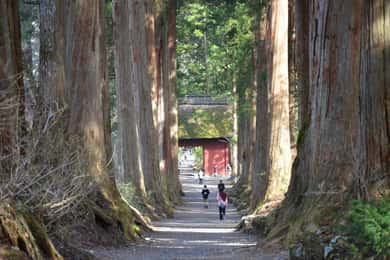 1-Day Togakushi: Soba making, Ninja Town and Hidden Shrines