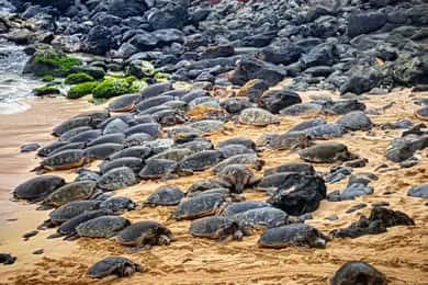 From Lahaina, Maui: Road to Hana Tour
