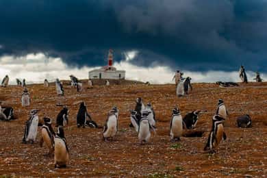 Excursão de barco aos pinguins da Ilha Magdalena a partir de Punta Arenas