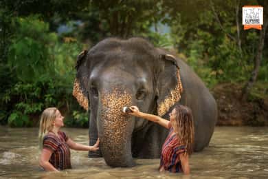 Phuket: Elephant Jungle Sanctuary Halvdagsbesøg med måltid