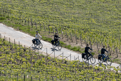 Från Reims: Champagne-e-cykeltur på eftermiddagen