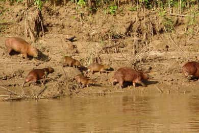 Trekking through the jungle and Lake Sandoval | Full Day