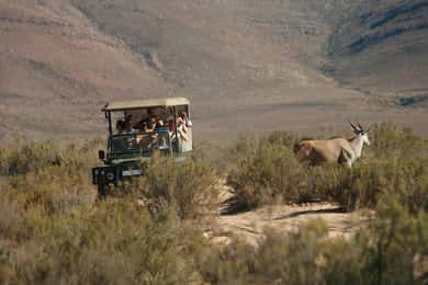 Da Cidade do Cabo: Passeio de carro pela Reserva dos Cinco Grandes Animais com almoço