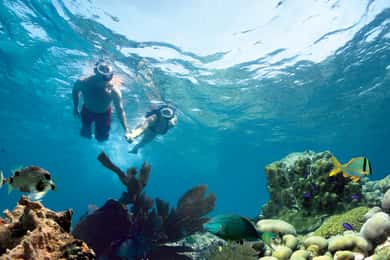 Key West: Reef Snorkeling with Drinks and Sunset Option