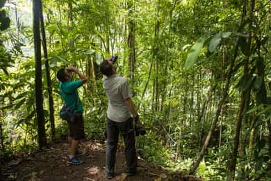 Tortuguero: Dagspromenad i Tortuguero nationalpark (Jaguar)
