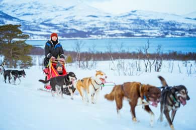 Tromsö: Husky-släde självkörande med traditionell lunch