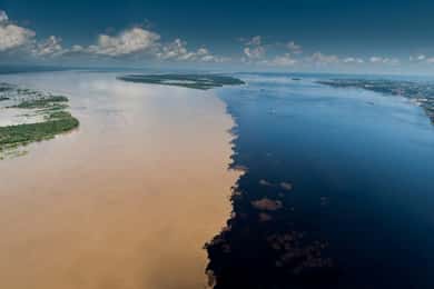 Manaus: Meeting of the Waters & Pink Dolphin Tour with Lunch