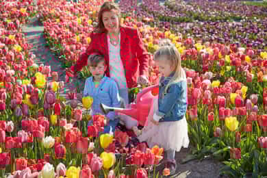 Amsterdam : Tulip Wonderland Tour
