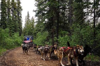 Skagway: Yukon Dog Mushing & Sightseeing Tour