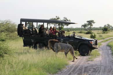 Excursión de un día a Chobe desde las cataratas Victoria (Zimbabue)