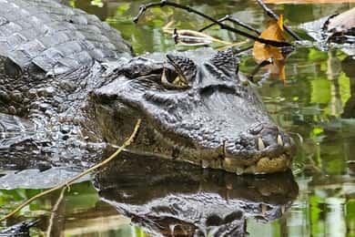 Tortuguero: Canoe tour through the Costa Ricans Amazons.