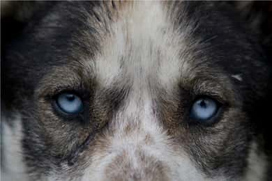 Yukon Dogs and Gold