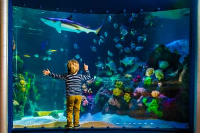 SEA LIFE Timmendorfer Strand Ticket