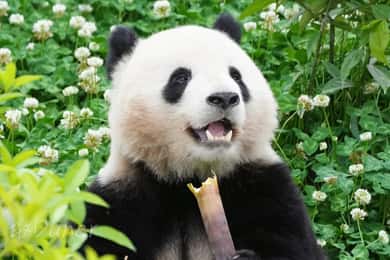 Tagestour durch Chengdu und zur Panda-Forschungsstation