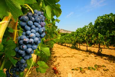 Fra Avignon: Halvdags Great Vineyards Tour